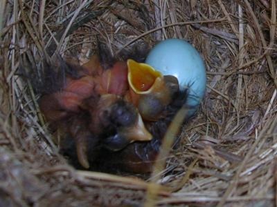 bluebirds just hatched