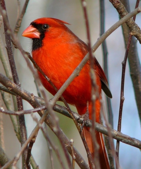 northern cardinal arizona