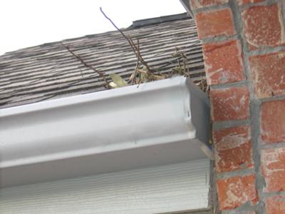 Dove Nesting in Gutter