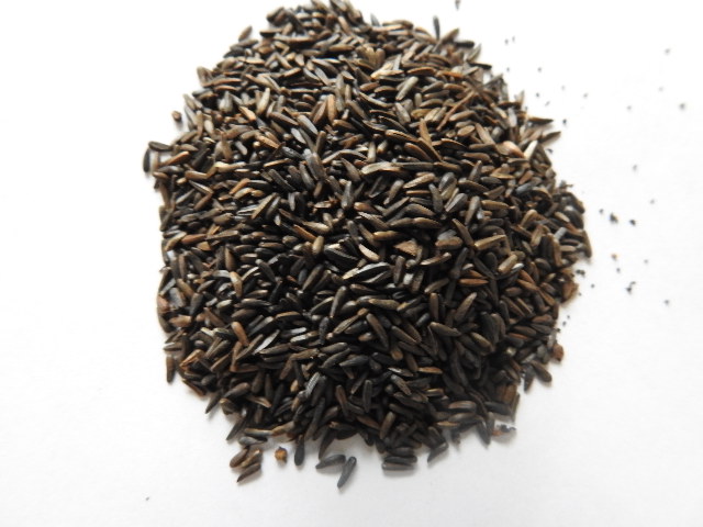 Close-up of nyjer seed used in finch feeders