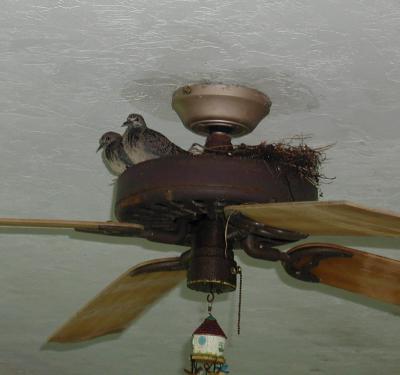 dove pair on ceiling fan