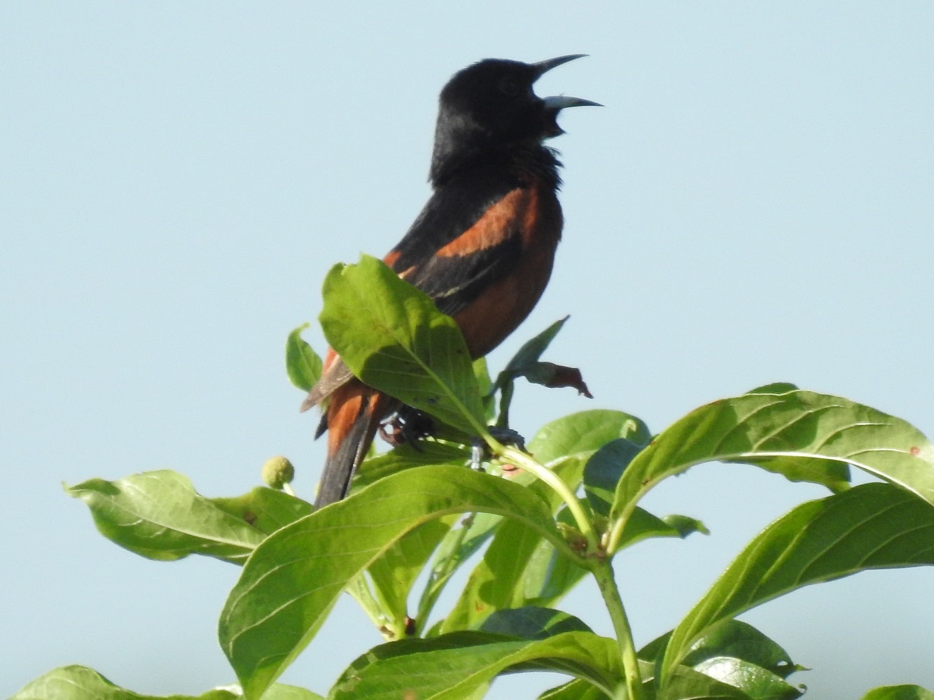 male orchard oriole singing from tree