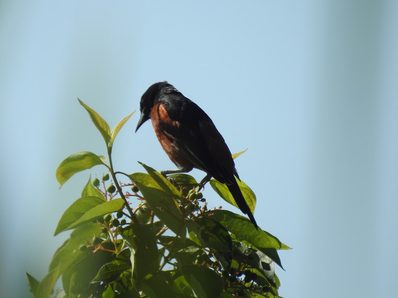 orchard oriole looking at berries