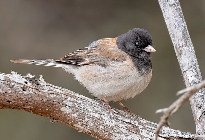 male oregon species junco