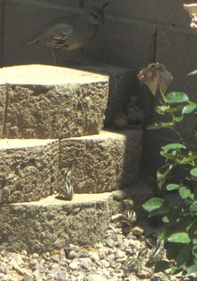 Trying to get up to the food