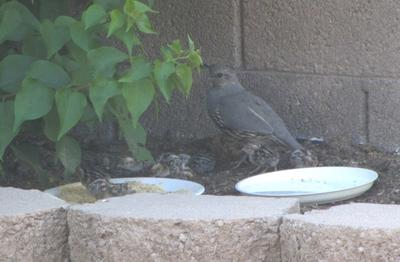 Made it to the food and water!