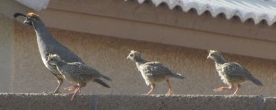 The Three Amigos about 5 wks old