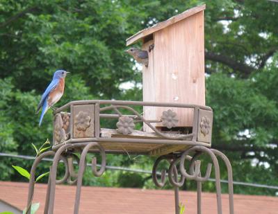 bluebird at entrance of birdhouse