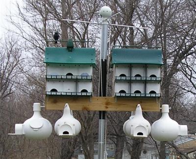 How To Build A Purple Martin House From Gourds How To Build A Purple Martin House From Gourds
