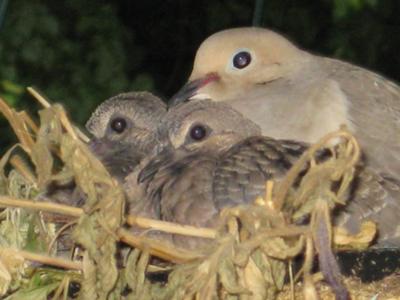 Mom & Babies a day before they left