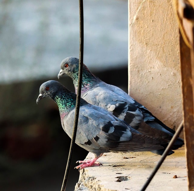 A pair of pigeons perched together