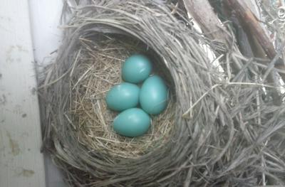 4 robin eggs in this nest