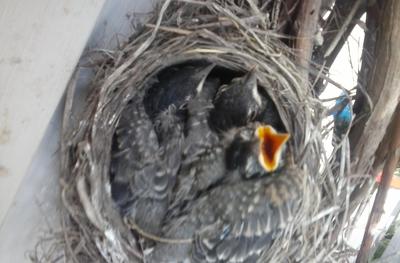 baby birds soon to leave nest