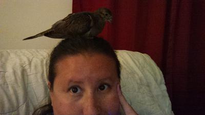 Baby Dove Peanut on my Head