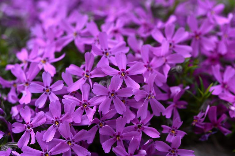 phlox blooms