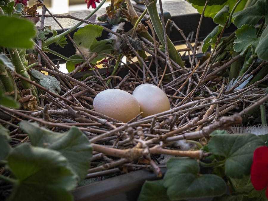 pigeon eggs in nest
