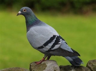 Pigeons Nesting Mating And Feeding Habits