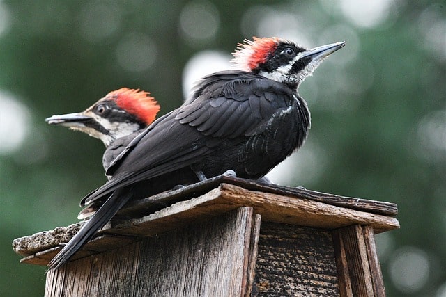 pair of pileated woodpeckers on top of birdhouse