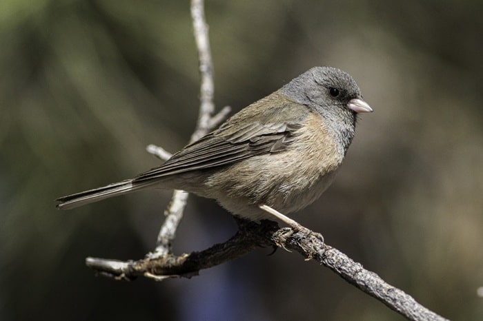 male pink-sided junco