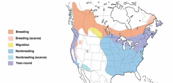 purple finch range map