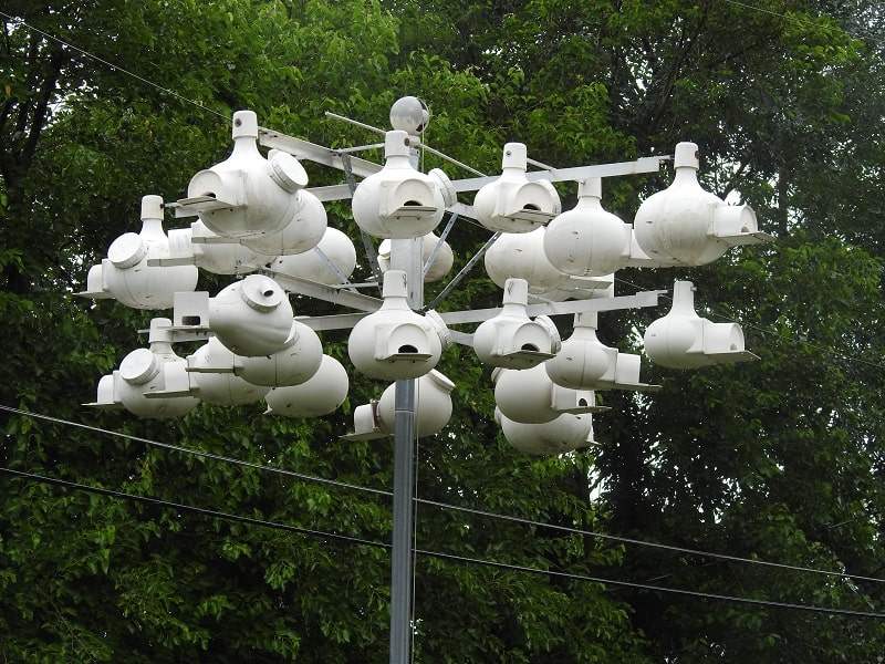 purple martins gourd rack