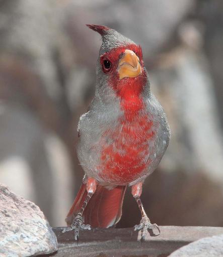 male pyrrhuloxia bird