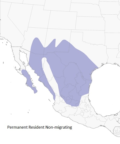 Pyrrhuloxia Range Map