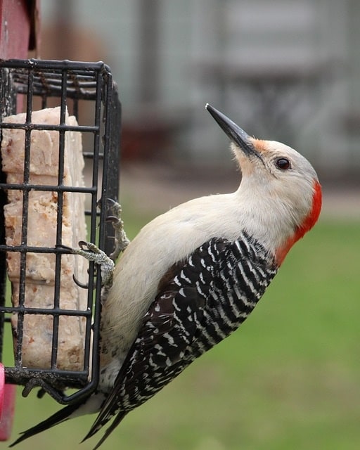 red-bellied woodpecker eating suet.