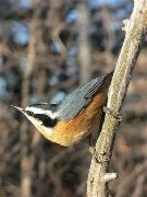 Male red-breasted nuthatch on branch facing downward