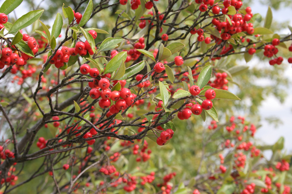 fruit of red chokeberry plant natural food for American Robins.