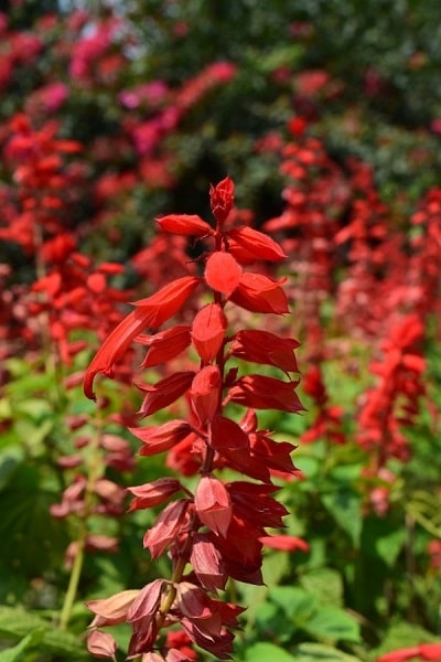 a bed of salvia in bloom
