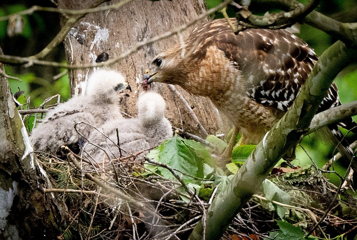 hawk feeding chicks in nest