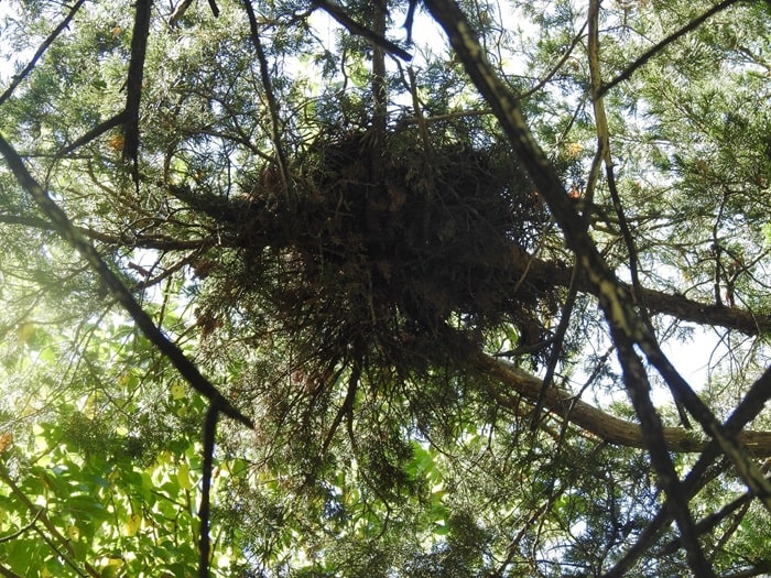 red squirrel drey nest
