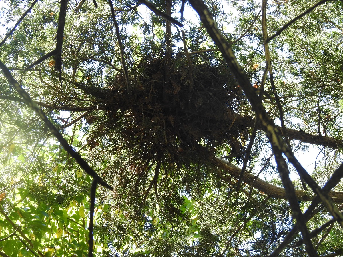 Red Squirrels Exploring Their Breeding, Nesting and Feeding Habits