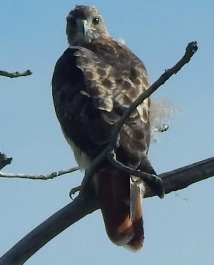 Red-tailed Hawk in Tree