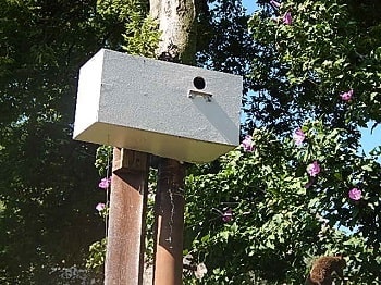 repeating nestbox trap