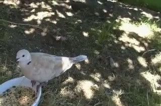 Dove Feeding at Bowl