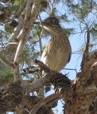 roadrunner perched in tree