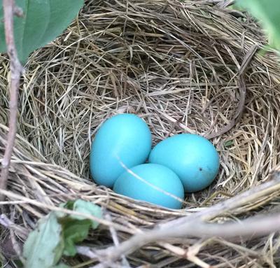 image of robin eggs in nest