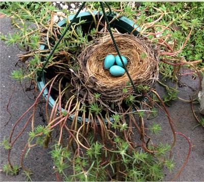 robin eggs in nest built in hanging plant
