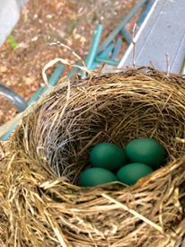 robin nest built on ladder