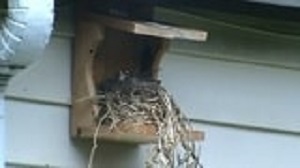 Robin Making Nest on Nesting Shelf