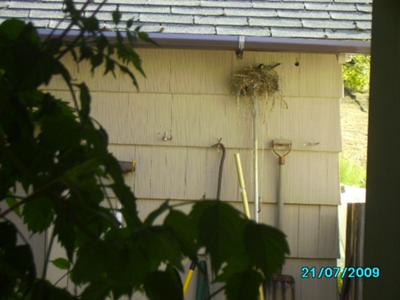 Mom (or Dad) sitting on nest