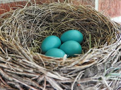 fully constructed robin nest with four blue eggs