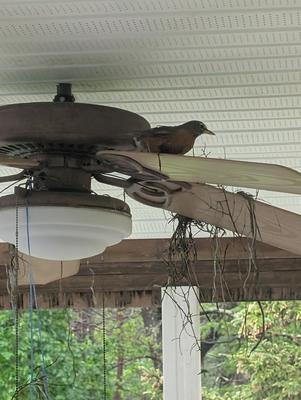 Robin building nest on ceiling fan