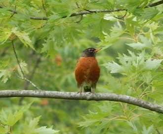 How to Identify an American Robin - Birds and Blooms