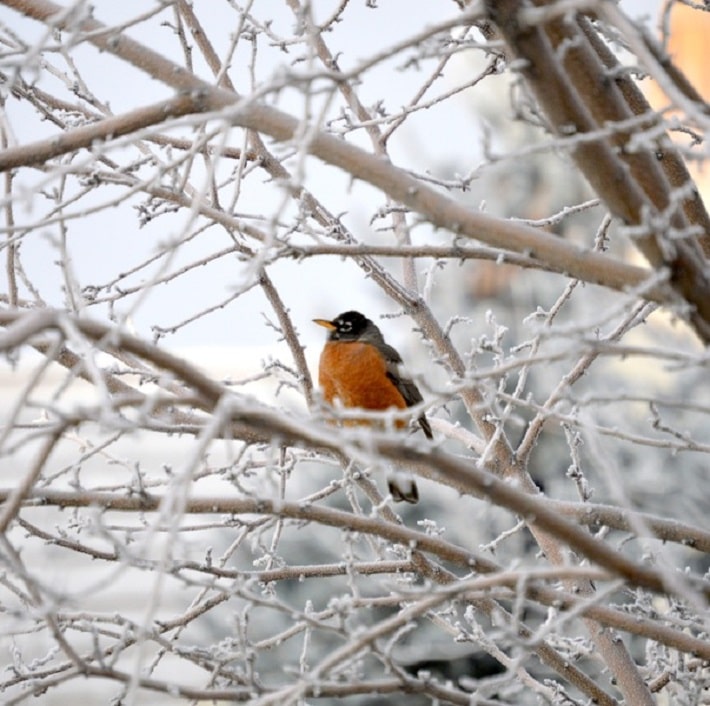 Robin Perched in Tree that is covered in snow.