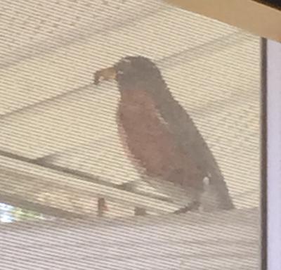 robin with insect in its beak