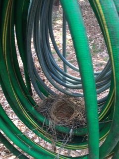 Robin Nest on Garden Hose