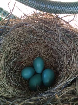 Four Blue Robin Eggs in Nest